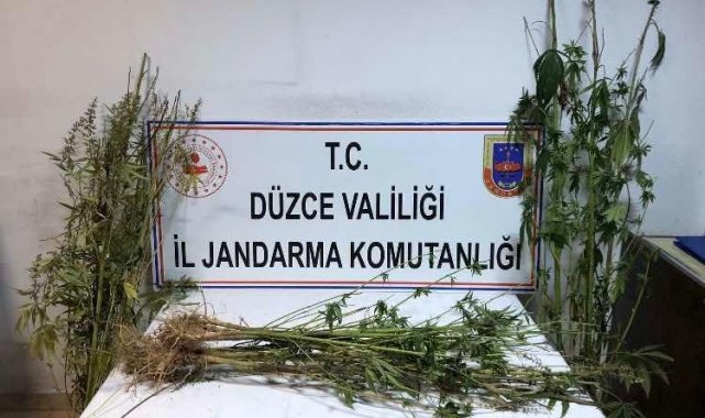 Kenevirler tarladan tek tek söküldü