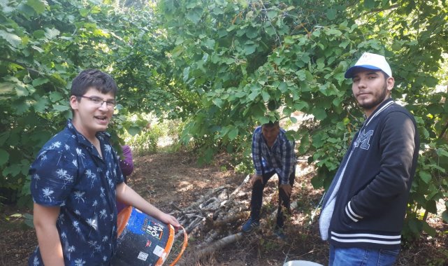 Kepsut fındığı Karadeniz fındığına rakip oluyor