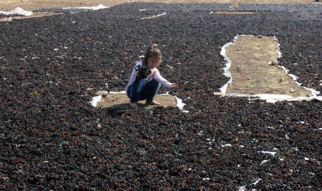 Kilis karası üzümünün de hasat sona erdi