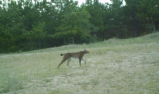 Kırıkkale&#039;de yaban hayvanlarının doğal yaşamı fotokapanda