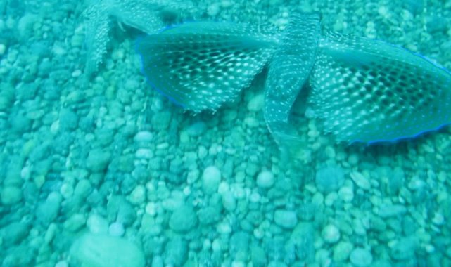 Kırlangıç balığı, dişisini çekim yapan profesörden böyle korudu