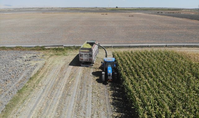 Konya Ovası&#039;nda silajlık mısır hasadı başladı