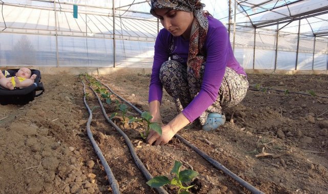 Kumluca&#039;da seralarda dikimler başladı