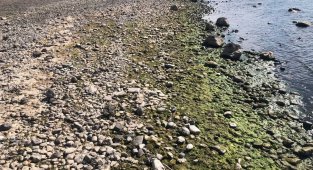 Kuraklık Çıldır Gölü'nü de vurdu, su seviyesi düştü