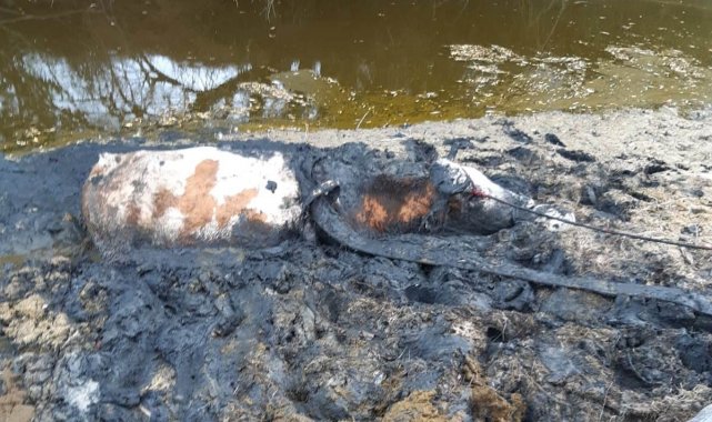 Kütahya&#039;da bataklığa saplanan ineği itfaiye kurtardı