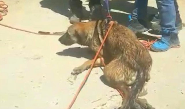 Kuyuda bulunan iki köpek AFAD ekipleri tarafından kurtarıldı