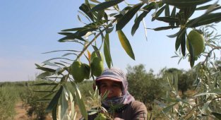 Manisa'da 'Domat ve Tekir' zeytini hasadı başladı