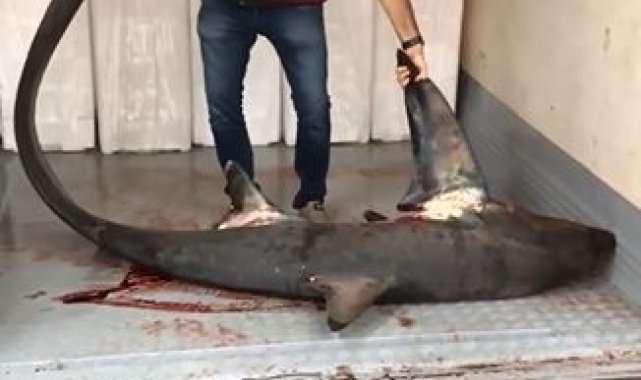 Marmara Denizinde dev köpek balığı yakalandı