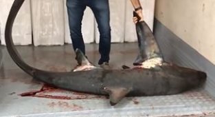 Marmara Denizinde dev köpek balığı yakalandı