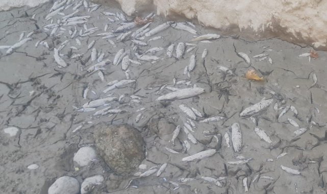 Menderes&#039;te sular çekildi, oksijensiz kalan binlerce balık telef oldu