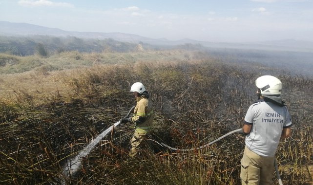 Merada otlarken alevlerin arasında kalan dana telef oldu
