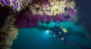 Mercanlar batık gemilerde hayat buluyor
