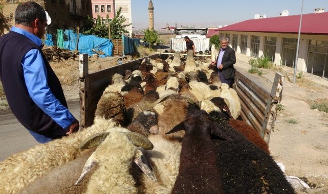 Muş&#039;tan büyük şehirlere kuzu sevkiyatı