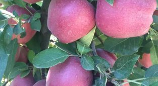 Mut'ta 22 bin ton elma rekoltesi bekleniyor