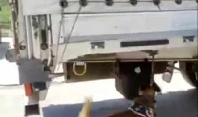 Narkotik köpeği buldu TIR dorsesinde yakalandı