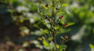 Nesli tükenen bitkiler koruma altında
