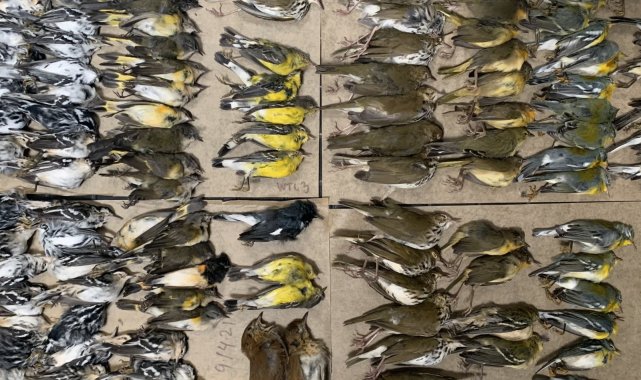 New York&#039;ta yüzlerce kuş gökdelenlere çarparak öldü