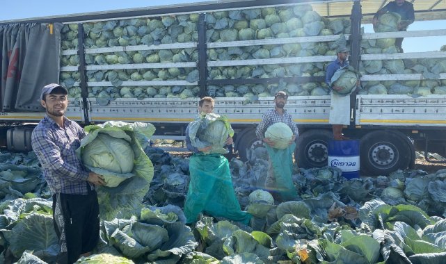 Niğde&#039;de beyaz lahana hasadı başladı