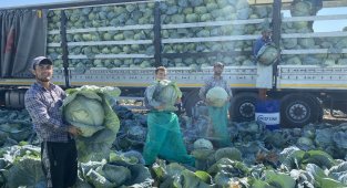 Niğde'de beyaz lahana hasadı başladı