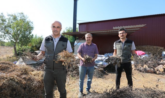 Ormanlardaki aromatik bitki zenginliği yeni gelir kapısı oldu