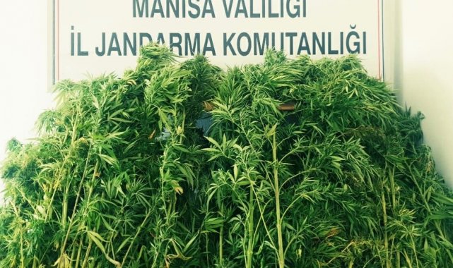 Ormanlık alana ekilen kenevirler drone ile tespit edildi