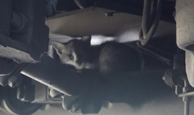 Otobüsün altına giren yavru kedi için seferber oldular