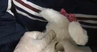 Oyuncak içerisinden uyuşturucu çıktı