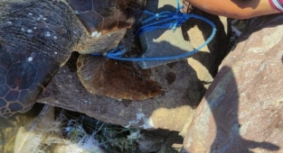 Parke taşı bağlanarak denize atılan Caretta Caretta kurtarıldı