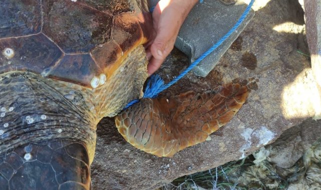 Parke taşı bağlanarak denize atılan Caretta Caretta kurtarıldı
