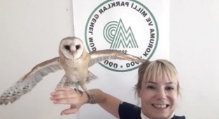 Peçeli baykuş 3 aylık bakım sonrası tabiata salındı