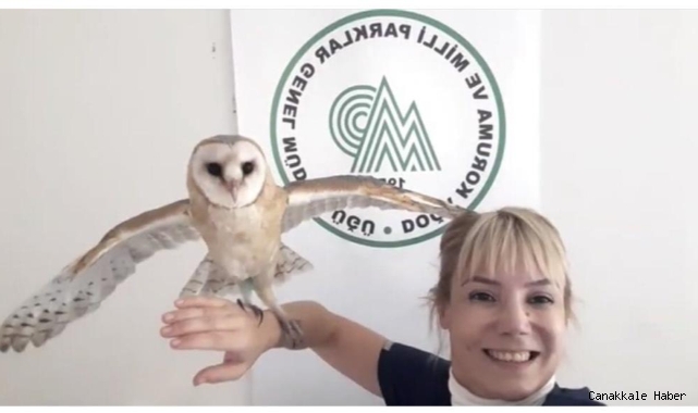 Peçeli baykuş 3 aylık bakım sonrası tabiata salındı
