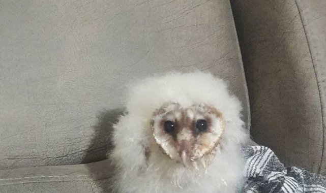 Peçeli baykuş 3 aylık bakım sonrası tabiata salındı