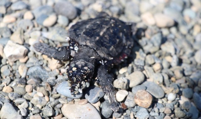 Petrol atıkları yavru deniz kaplumbağalarının ölmesine neden oldu
