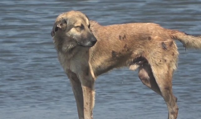 Petrol atıklarından canlılar da zarar gördü