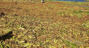 Petrol atıklarının ardından şimdi de 'su canavarı' alarmı