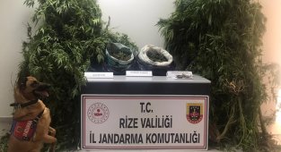 Rize'de yasa dışı kenevir operasyonu