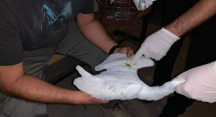 Rüzgardan etkilenen Ak balıkçılar tedavi altına alındı