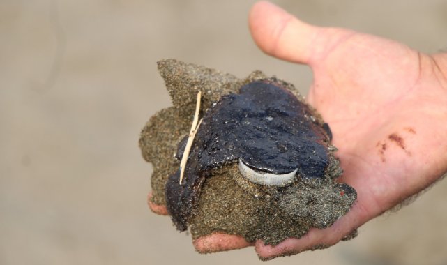 Samandağ sahiline vuran petrol atıkları canlıları tehdit ediyor