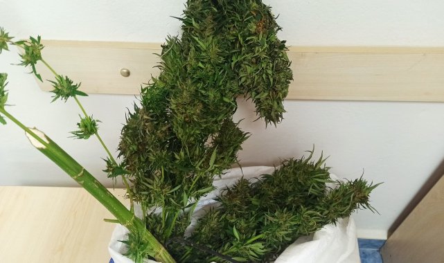 Samsun&#039;da 1 kilo 200 gram skunk bitkisi ele geçirildi