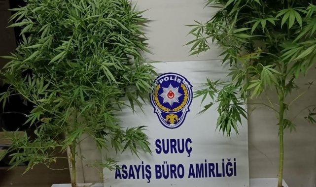 Şanlıurfa&#039;da çok miktarda uyuşturucu madde ve silah ele geçirildi