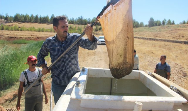 Şanlıurfa&#039;da üretilen 17 milyon yavru balık 16 ile gönderildi