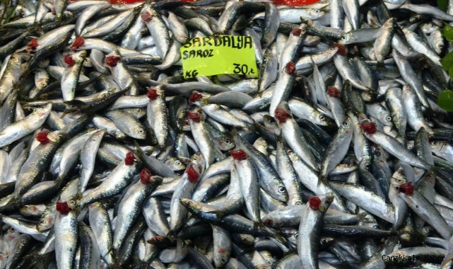 Sardalyanın fiyatı 30 liraya düştü
