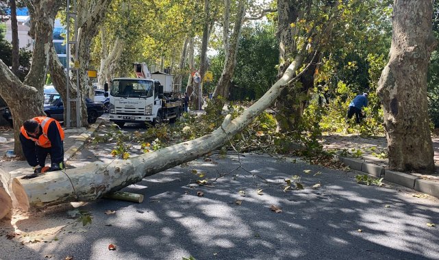 Sarıyer&#039;de asırlık ağaç şiddetli rüzgar nedeniyle kırılarak devrildi