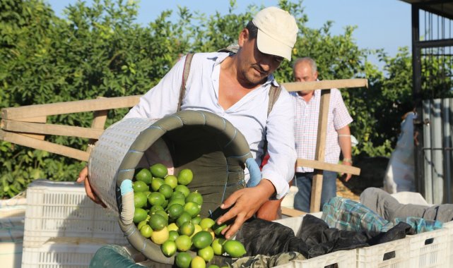Sezonun ilk limonu dalında 3 lira