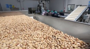 Siirt fıstık işleme tesisi fıstık alımına başladı