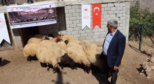Siirt'te çiftçilere koyun dağıtıldı