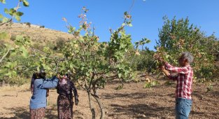 Siirt'te, ülke ekonomisine 10 milyar lira gelir sağlayan fıstık hasadı sona erdi