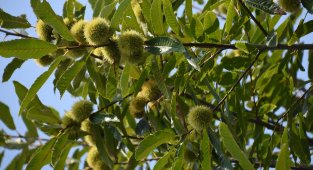 Sinop'ta kestane hasadı zamanı: "Kuzu kestanesi" tezgahlarda