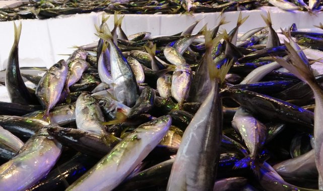 Son 10 yılın en bol istavrit avı yaşanıyor