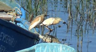 Suları sığlaşan Beyşehir Gölü kıyıları belgesel filmlerini aratmıyor